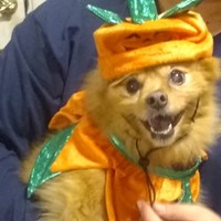 Pomeranian