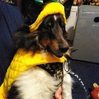 sheltie